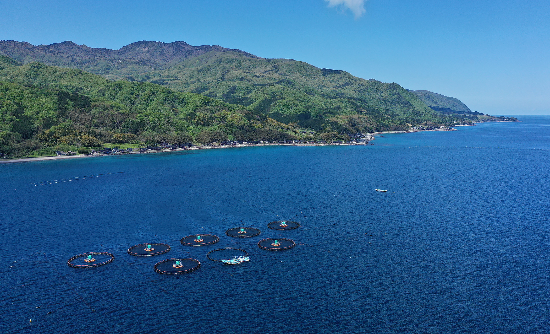 佐渡の海面養殖場
