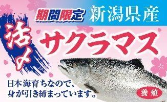 新潟県産 活〆佐渡サクラマス