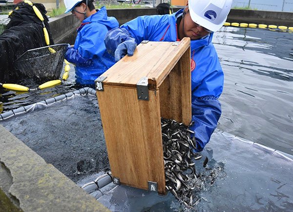 稚魚のサイズ選別