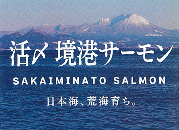 活〆 境港サーモン