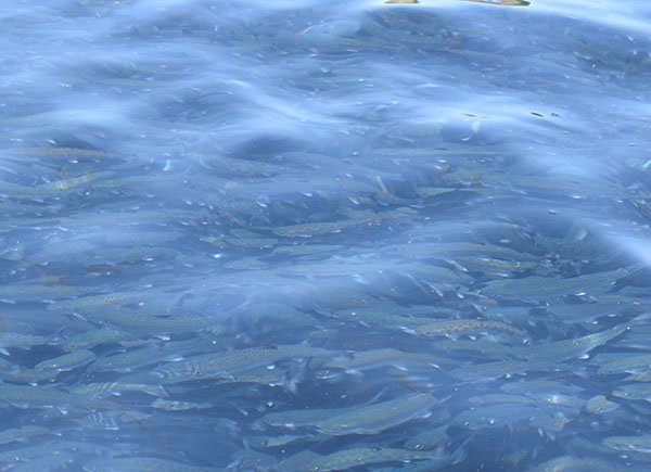 サクラマスの完全養殖